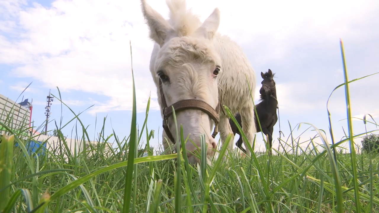 MEgional heute mit dem Blick hinter die Zirkus-Kulissen
