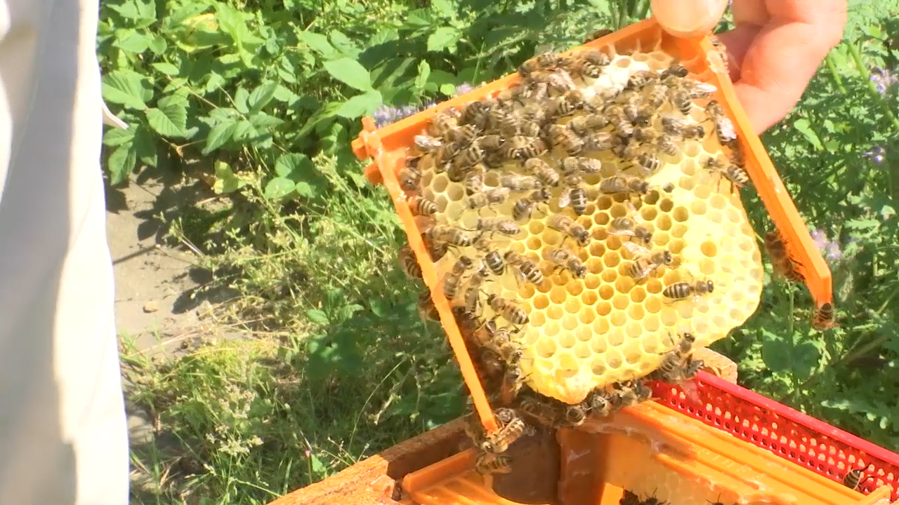 MEgional vom 6. Juli 2018 - mit der Krönung einer Bienenkönigin. MEgional vom 6. Juli 2018 - mit der Krönung einer Bienenkönigin.