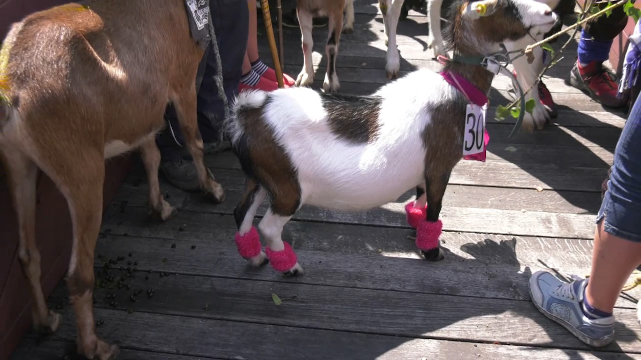 MEgional mit dem Ziegentreffen in Steinbach MEgional mit dem Ziegentreffen in Steinbach